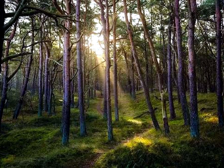 Sunlight streaming through the tall pines of Vagamon Pine Forest